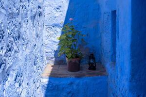 2023 8 15 Peru geranium and lamp photo