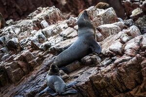 2023 8 13 Peru sea lions 12 photo
