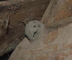 Clay nest of wasps. Nest with holes to exit the larvae. The earth's nest of wasps. photo