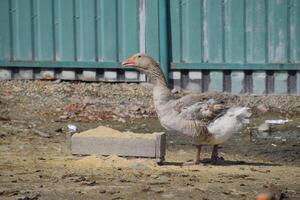 The gray goose is domestic. A domestic goose is food. photo