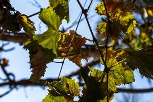 2023 8 13 Peru pisco vine leaves 1 photo