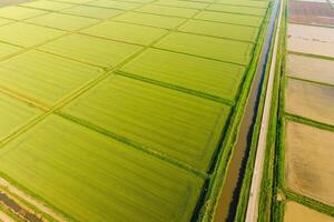 The rice fields are flooded with water. Flooded rice paddies. Agronomic methods of growing rice in the fields. photo