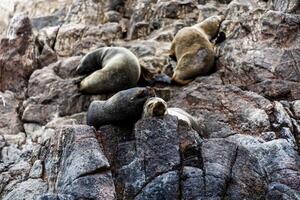 2023 8 13 Peru sea lions 20 photo