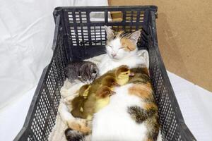 Cat foster mother for the ducklings photo