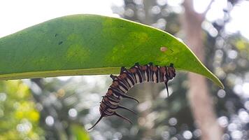 image of a caterpillar on a leaf photo