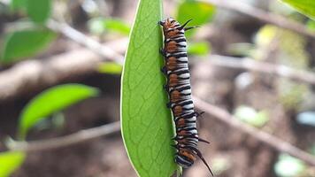 image of a caterpillar on a leaf photo