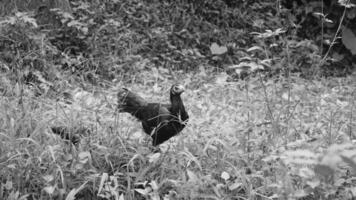 image of chickens in the garden photo