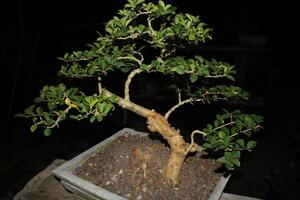 image of a bonsai tree in a pot photo