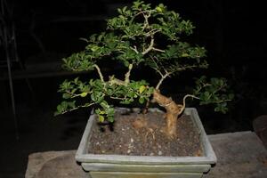 image of a bonsai tree in a pot photo