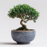 AI generated Elegant bonsai tree in ceramic pot. Generative AI. photo