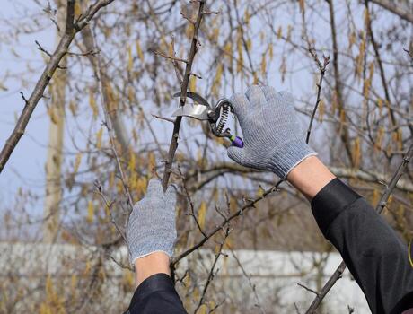 Pruning prunus pruning shears. Trimming tree with a cutter. Spring pruning of fruit trees. photo
