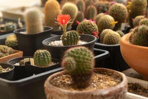 Red cactus flower in flowerpot photo