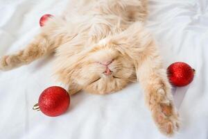 Close-up of a red fluffy cat sleeping on its back in a white bed with red Christmas balls photo