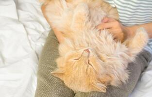 A ginger cat lies in the arms of a woman. The fluffy pet settled down comfortably to sleep or play. Morning at home. photo