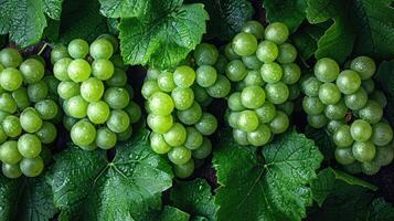 AI generated A cluster of fresh green grapes, an artistic arrangement for aesthetic appeal. Grapes background. photo