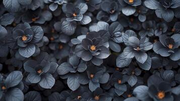 AI generated black flower garden background photo