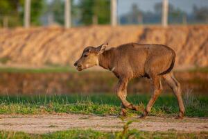 Asian buffalo during summer in the countryside of Thailand. Thai buffalo, mammal photo