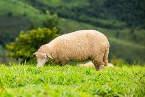 Flock of sheep grazing on the mountain The background is a natural landscape. Mountains and fog in the rainy season of Thailand. photo