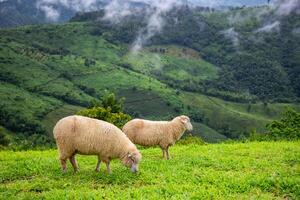 rebaño de oveja pasto en el montaña el antecedentes es un natural paisaje. montañas y niebla en el lluvioso temporada de tailandia foto