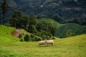 Flock of sheep grazing on the mountain The background is a natural landscape. Mountains and fog in the rainy season of Thailand. photo