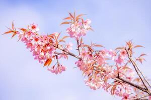 rosado Cereza flores floreciente y el azul cielo en Mañana tailandia foto