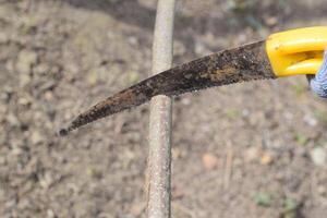 Cutting a tree branch with a hand garden saw. photo