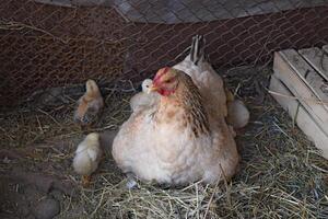 pollo madre con pollos foto