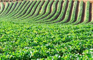 fresa granja Fruta en el montaña naturaleza foto