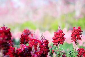 Antirrhinum red flower on the garden photo