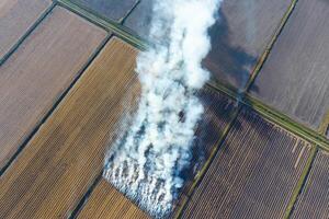 The burning of rice straw in the fields. Smoke from the burning of rice straw in checks. Fire on the field photo