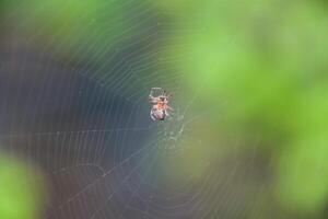 Small spider in his web of Araneus. Lovcen spider network photo