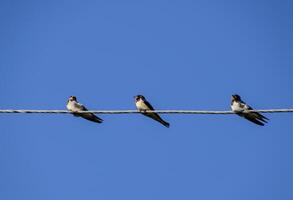 Swallows on the wires. Swallows against the blue sky. The swallo photo