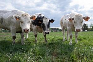 a group of multi-colored black and white cows graze in a corral on green grass photo