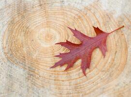 leaf fall, maple crimson leaf on the background of a cut of a fresh felled tree photo