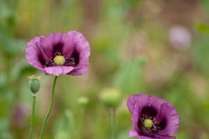 amazing purple poppies summer buds of summer flowers close up, floral background photo