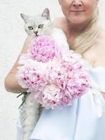 the hostess hugs a cute gray kitten with green eyes of the Scottish, blue dress photo