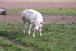 a beautiful white cow graze in a corral on green grass in a countryside photo