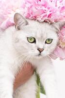 portrait of cute gray kitten with green eyes of the Scottish breed, pink peonies photo
