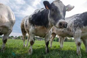 a group of multi-colored black and white cows graze in a corral on green grass photo