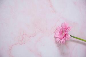 one pink gerbera flower on pink marble background with space for text photo