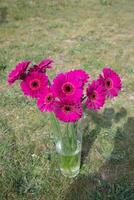 Bouquet of purple gerberas, close angle, spring mood, flower background, gift photo