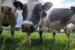 a group of multi-colored black and white cows graze in a corral on green grass photo