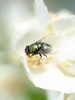 verde mosca se sienta en un jazmín flor y lavados un insecto en naturaleza de cerca foto