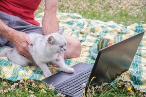 cute kitten sits on a laptop keyboard on a green garden lawn, the owner works photo
