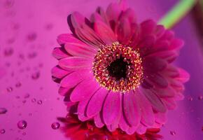 uno púrpura gerbera en neón púrpura fondo, cerca ángulo, primavera ánimo, flor foto