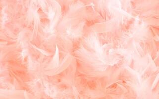 fluffy and soft pastel peach feathers in abstract composition, peach color, 2024 banner mockup with space for text photo