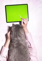 A gray cat sits on a pink marble table next to a tablet, top view, photo