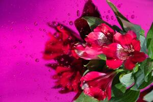 bouquet of red alstroemeria, close-up, floral background, mother's day, spring photo