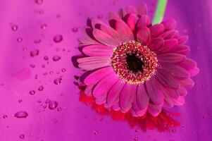 one purple gerbera on neon purple background, close angle, spring mood, flower photo