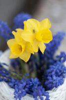 selective focus, bouquet of spring yellow daffodils and blue muscari,grasshopper photo